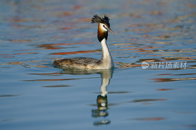 大山脊grebe (Podiceps crista)